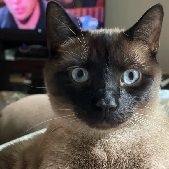 💜 - Picture 5 of 6